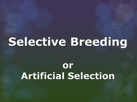 Selective Breeding or Artificial Selection.