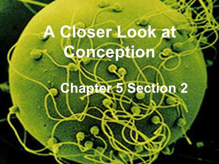 A Closer Look at Conception Chapter 5 Section 2. The Genetic Package Chromosomes- tiny threadlike particles in the nucleus of every cell. Come in 23 pairs.