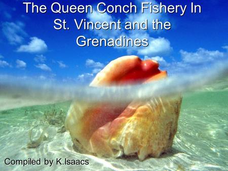 The Queen Conch Fishery In St. Vincent and the Grenadines Compiled by K.Isaacs.