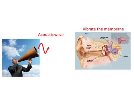 Vibrate the membrane Acoustic wave.