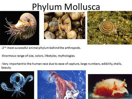 Phylum Mollusca -2 nd most successful animal phylum behind the arthropods. -Enormous range of size, colors, lifestyles, mythologies. -Very important to.