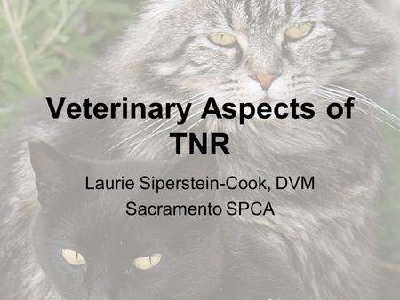 Veterinary Aspects of TNR Laurie Siperstein-Cook, DVM Sacramento SPCA.