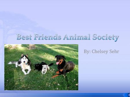 By: Chelsey Sehr.  Best Friends Animal Society is guided by a simple philosophy: kindness to animals builds a better world for all of us.  Best Friends'