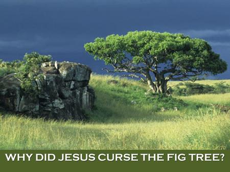 WHY DID JESUS CURSE THE FIG TREE?. Mark 11:12-26(KJV) 12 And on the morrow, when they were come from Bethany, he was hungry: 13 And seeing a fig tree.