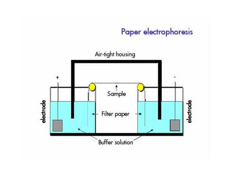 Factors affecting electrophoresis The electric field ·       Voltage. If the separation of the electrodes is d (cm) and the potential difference.