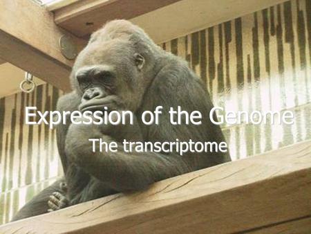 Expression of the Genome The transcriptome. Decoding the Genetic Information  The information is encoded in nucleotide sequences contained in discrete.