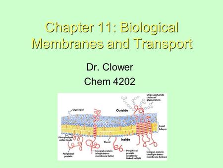 Chapter 11: Biological Membranes and Transport Dr. Clower Chem 4202.