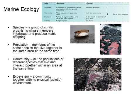 Marine Ecology Species – a group of similar organisms whose members interbreed and produce viable offspring. Population – members of the same species that.