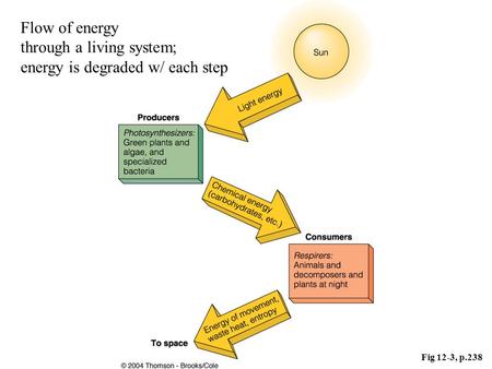 Fig 12-3, p.238 Flow of energy through a living system; energy is degraded w/ each step.