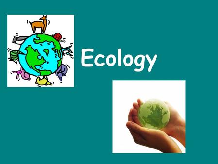 Ecology. Everything is Connected __________- the study of the interactions between organisms and their environment Ecology.