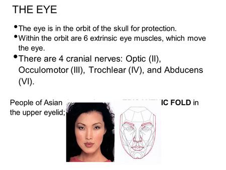 The eye is in the orbit of the skull for protection. Within the orbit are 6 extrinsic eye muscles, which move the eye. There are 4 cranial nerves: Optic.