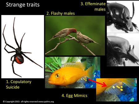 © Copyright 2015- all rights reserved www.cpalms.org Strange traits 2. Flashy males 1. Copulatory Suicide 4. Egg Mimics 3. Effeminate males.