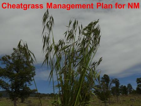 Cheatgrass Management Plan for NM. MANAGEMENT PLAN OUTLINE INTRODUCTION MISSION STATEMENT – GOAL SCOPE OF THE CHEATGRASS PROBLEM POLICY AND DIRECTION.