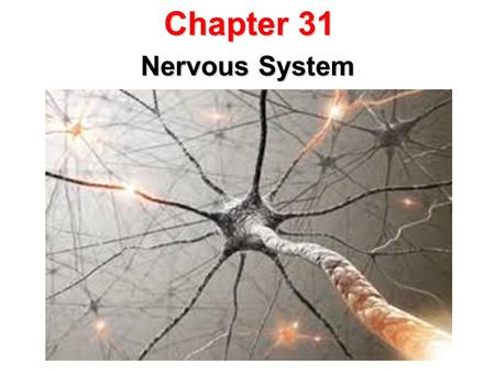 Chapter 31 Nervous System.