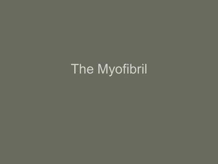 The Myofibril. Each muscle fiber (muscle cell) is made up of rod like myofibrils that run parallel to the length of the muscle fiber. They contain the.