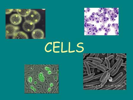 CELLS. __________ organisms are made up of just one cell Examples are __________________________ This cell can live on its own in the absence of other.