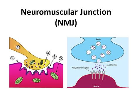 Neuromuscular Junction (NMJ). Neuromuscular junction Neuromuscular junction : the synapse between motor neuron and muscle fibre Motor neurons : are the.