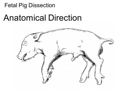 Fetal Pig Dissection Anatomical Direction. Dorsal Ventral CranialCaudal.