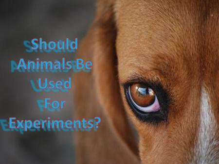 Should Animals Be Used For Experiments?.