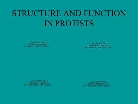 STRUCTURE AND FUNCTION IN PROTISTS. Amoeba proteus: formation of pseudopods.
