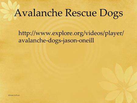 Avalanche Rescue Dogs  avalanche-dogs-jason-oneill ©Suzanne Ryan 1.
