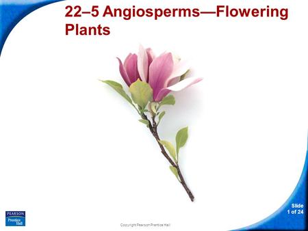 22–5 Angiosperms—Flowering Plants