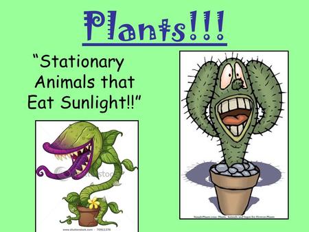 “Stationary Animals that Eat Sunlight!!”