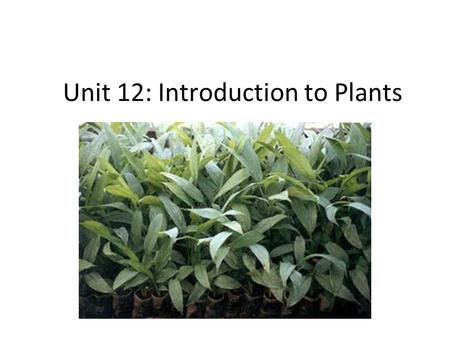 Unit 12: Introduction to Plants. Objectives ● I can describe 3 adaptations plants have made to live on land ● I can describe the advantages of 3 different.