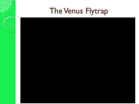 The Venus Flytrap. Kingdom Plantae The Kingdom Plantae.
