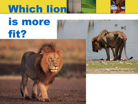 Which lion is more fit?. Warm Up Describe what is happening in the picture above. How is the population of mice different in figure 3 than in figure 1?
