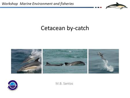 Cetacean by-catch M.B. Santos Workshop Marine Environment and fisheries.