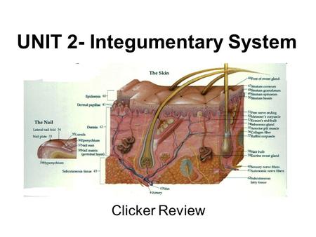 UNIT 2- Integumentary System