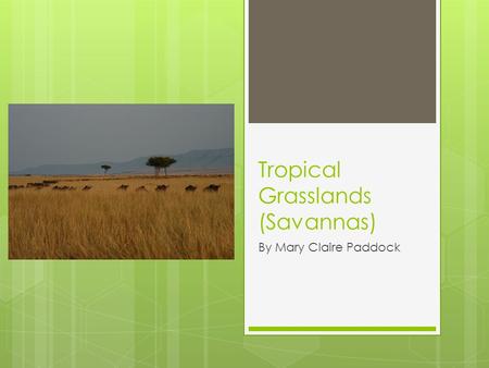Tropical Grasslands (Savannas)