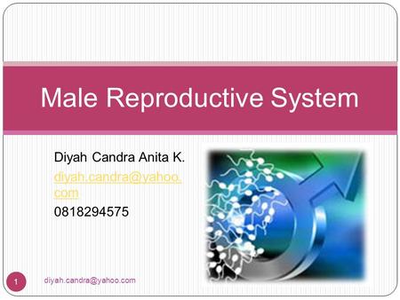 Diyah Candra Anita K. com 0818294575 Male Reproductive System 1.