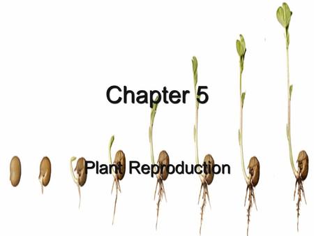 Chapter 5 Plant Reproduction. When organisms duplicate themselves, the process is termed reproduction. When organisms duplicate themselves, the process.