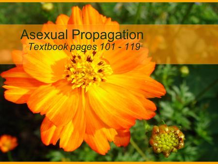 Asexual Propagation Textbook pages 101 - 119 Essential Questions: What are the reasons for propagating plants asexually? What are leaf and leaf-bud cuttings.