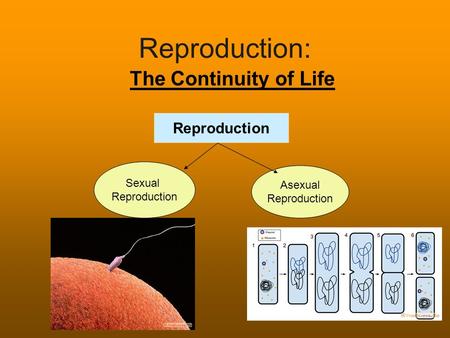 Reproduction: The Continuity of Life Reproduction Sexual Asexual