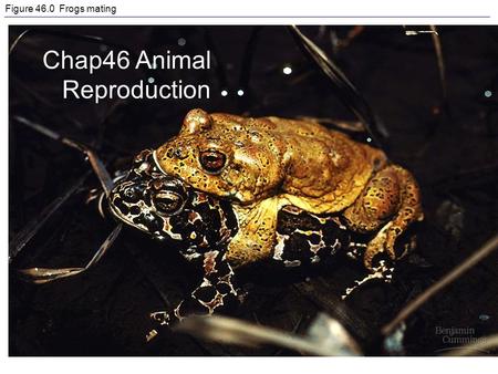 Figure 46.0 Frogs mating Chap46 Animal Reproduction.