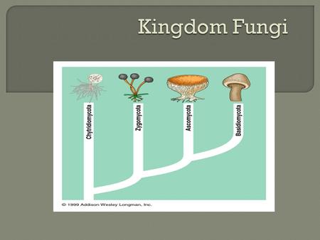  Fungi were once classified as a member of the plant kingdom, however, we soon found enough differences to put them in their own kingdom!  Fungi are.