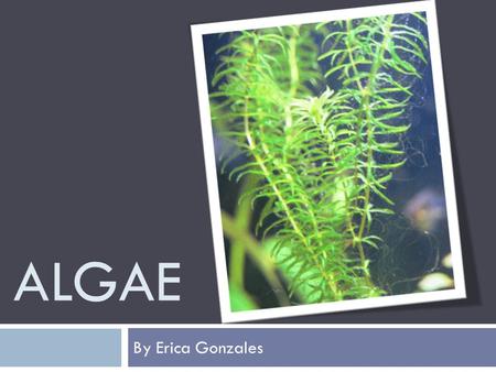 Algae By Erica Gonzales.