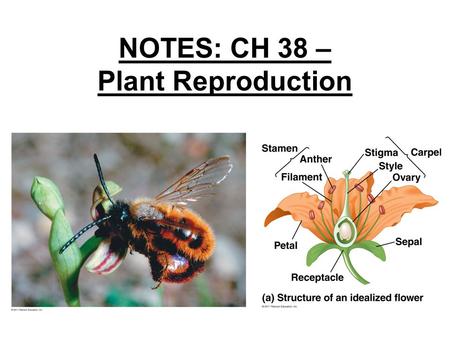 NOTES: CH 38 – Plant Reproduction