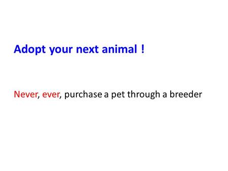 Adopt your next animal ! Never, ever, purchase a pet through a breeder.
