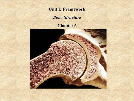 Unit I: Framework Bone Structure Chapter 6. The Human Skeleton AdvantageDisadvantage Weight Structure Number of Bones.