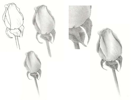 Line Drawing 1. The first step in creating a realistic rose pencil drawing is to make an accurate line drawing. Make a quick sketch and then correct that.