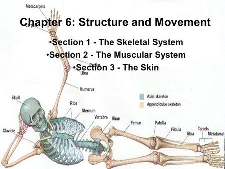 Chapter 6: Structure and Movement