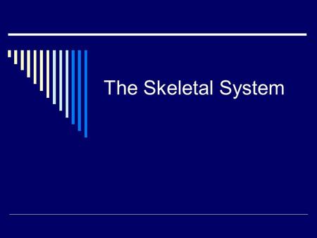 The Skeletal System. 5 Functions Of The Skeletal System  Support: Gives form to the body.  Protection: Protects vital internal organs, acts as a shield.