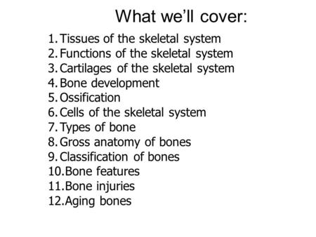 What we’ll cover: 1.Tissues of the skeletal system 2.Functions of the skeletal system 3.Cartilages of the skeletal system 4.Bone development 5.Ossification.