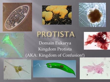 Domain Eukarya Kingdom Protista (AKA: Kingdom of Confusion!)