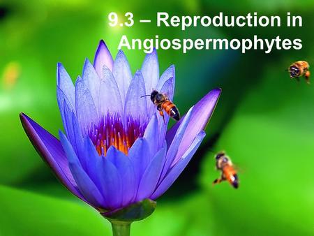 9.3 – Reproduction in Angiospermophytes