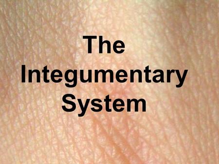 The Integumentary System. Skin The largest organ in your body Functions Covers the body and prevents water loss Protects the body from injury and infection.
